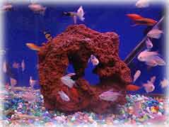 Lava-for-Small-Fish