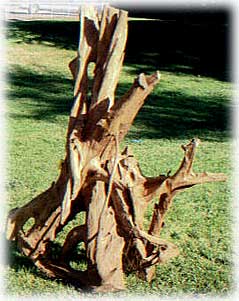Mangrove-Wood-s