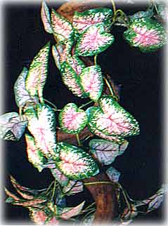 Twisty-Vine-With-Plant2