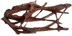 Mangrove-wood-5-6-Ft2-L