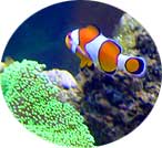 saltwaterfish3