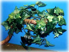 twistyvine